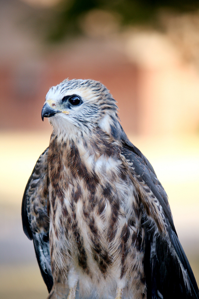 Mississippi Kite The Audubon Birds & Climate Change Report